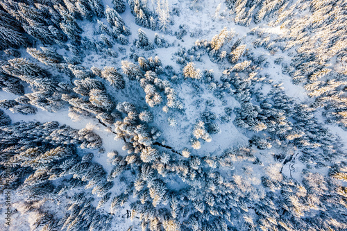 Fototapeta Naklejka Na Ścianę i Meble -  Snow Covered Pine Trees in Winter Forest at Sunny Day. Aerial Drone Top Down View