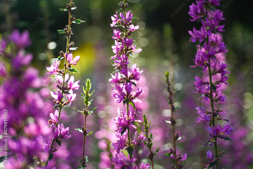 Fototapeta premium Mauve