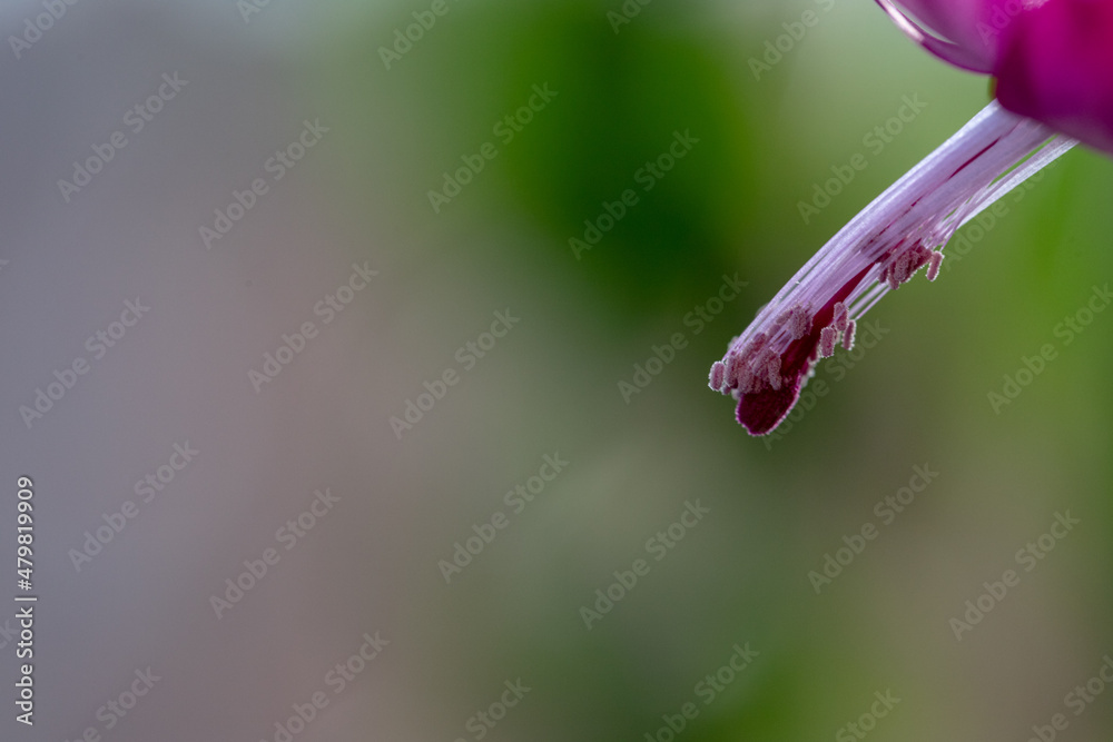 Schlumbergera stamen leaves on green blurred background