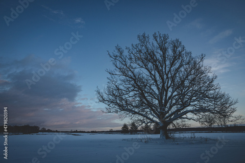 silhouette of big leafless oak in snow covered field, blue sunset light in wintertime