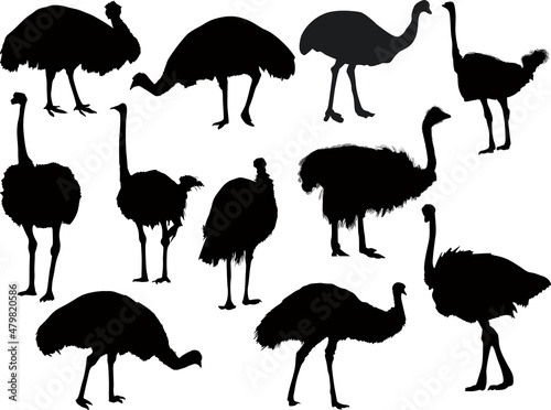 eleven ostrich silhouettes isolated on white