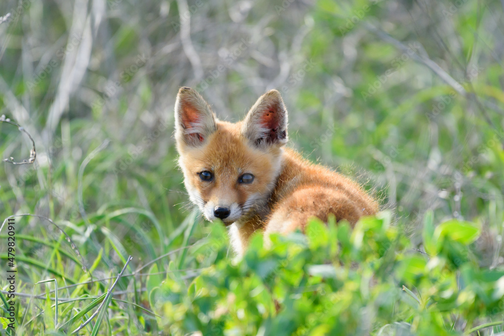 The fox cub hides in the green tall grass, looks back with his head turned. Vulpes vulpes close up