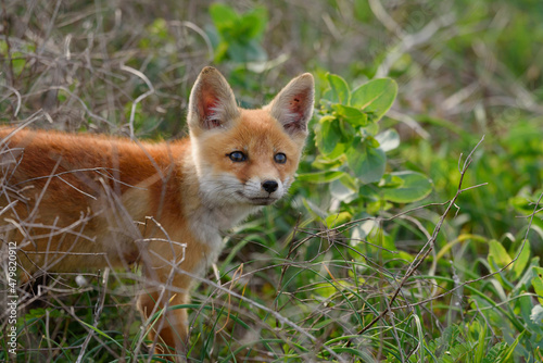 The fox cub is standing in the grass, side view. Vulpes vulpes close up