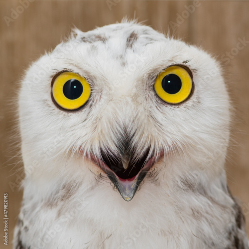 The snowy owl Bubo scandiacus, is a large, white owl of the true owl family