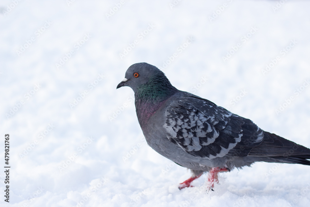 Dove in winter in the snow Dove in winter in the snow