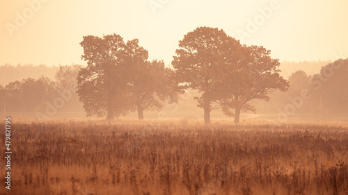 Two beautiful oak trees in a field with tall grass. Autumn minimalistic morning landscape in orange tones.