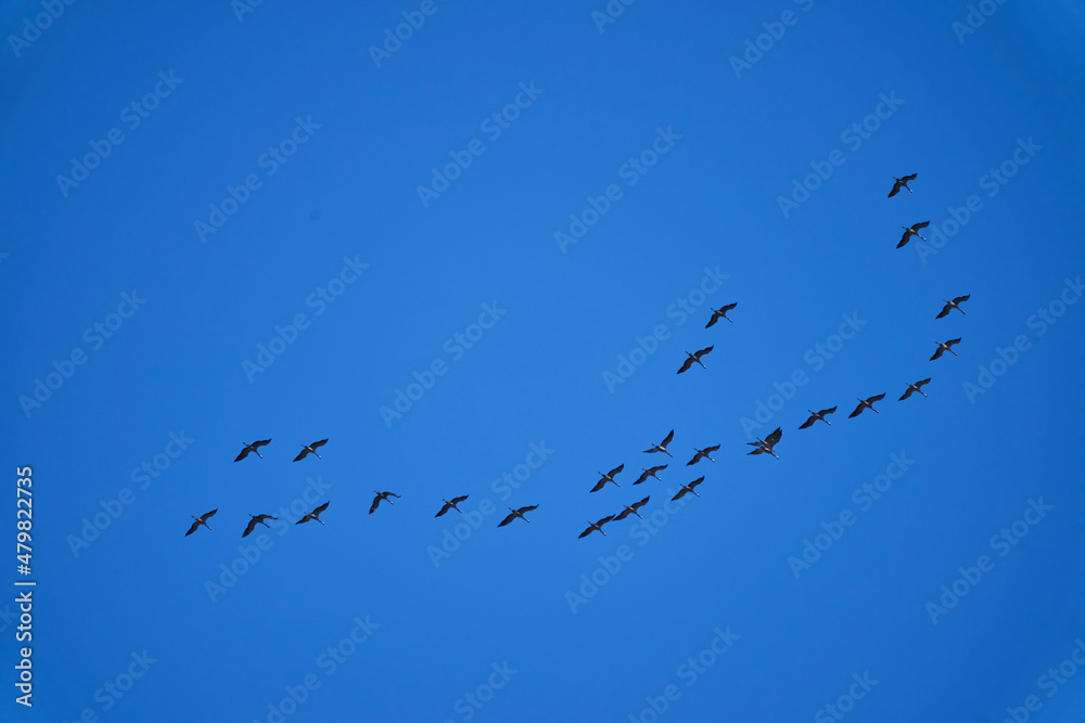 common cranes migrating south in V formation after summer common cranes migrating south in V formation after summer