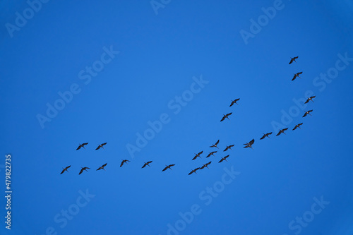 common cranes migrating south in V formation after summer