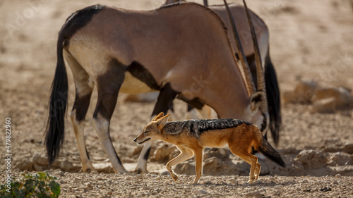Black backed jackal and south african oryx in same time at waterhole in Kgalagadi transfrontier park, South Africa