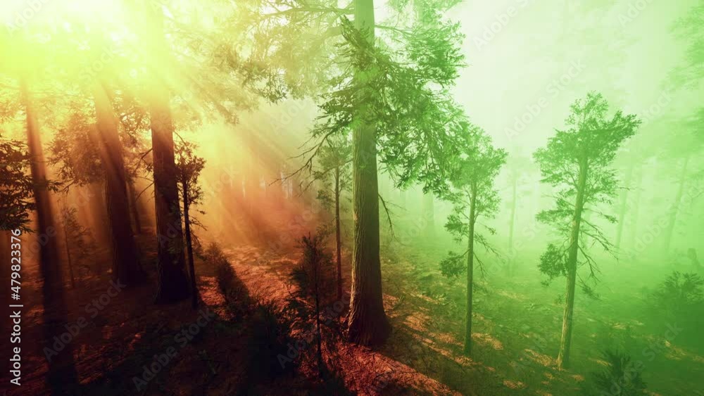morning fog in the giant sequoias forest morning fog in the giant sequoias forest