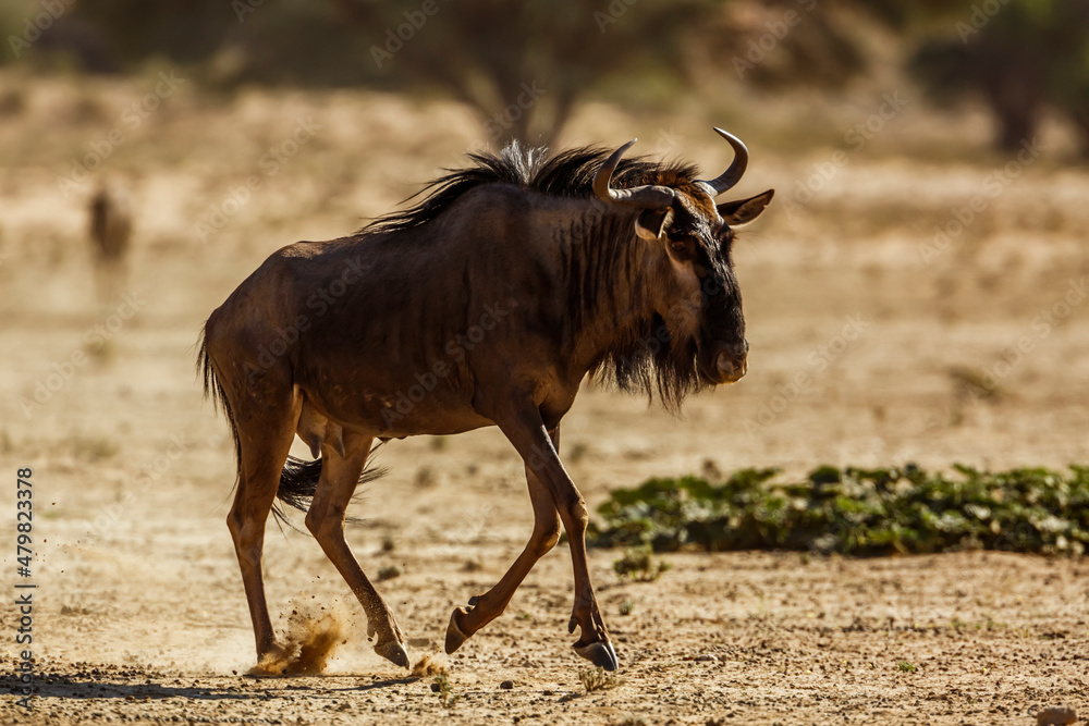 Blue wildebeest running in dry land in Kgalagadi transfrontier park, South Africa ; Specie Connochaetes taurinus family of Bovidae Blue wildebeest running in dry land in Kgalagadi transfrontier park, South Africa ; Specie Connochaetes taurinus family of Bovidae