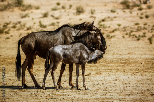 Blue wildebeest female and calf in Kgalagadi transfrontier park, South Africa ; Specie Connochaetes taurinus family of Bovidae