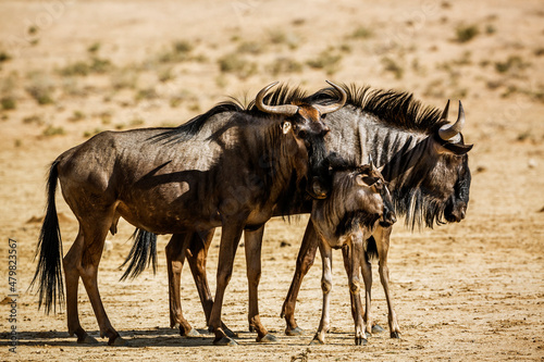 Blue wildebeest family  couple and calf in Kgalagadi transfrontier park  South Africa   Specie Connochaetes taurinus family of Bovidae