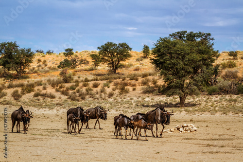 Small group of Blue wildebeest walking in dry land in Kgalagadi transfrontier park  South Africa   Specie Connochaetes taurinus family of Bovidae