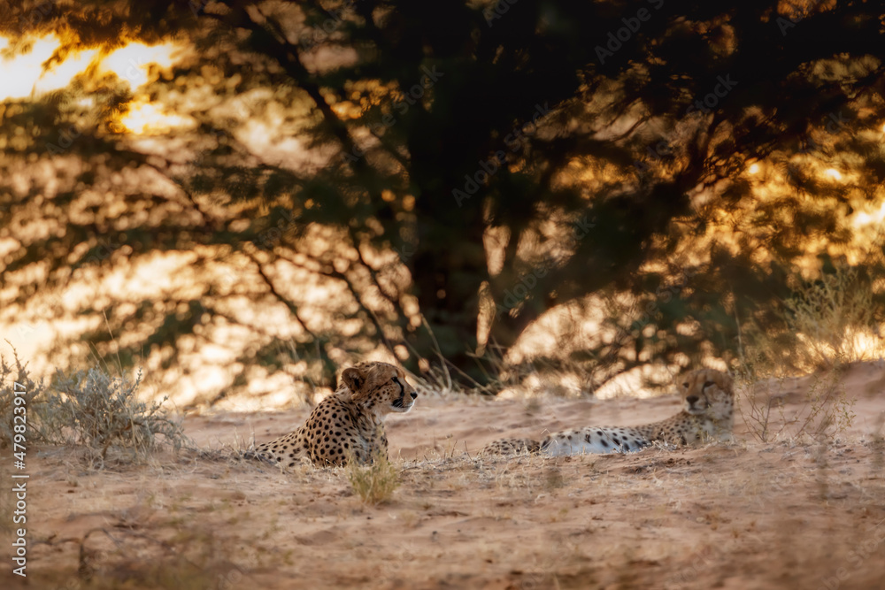 Cheetah couple lying down at sunset in Kgalagadi transfrontier park, South Africa ; Specie Acinonyx jubatus family of Felidae