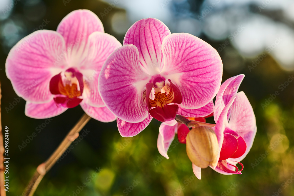 Close view of Pink Orchids, Phalaenopsis Close view of Pink Orchids, Phalaenopsis