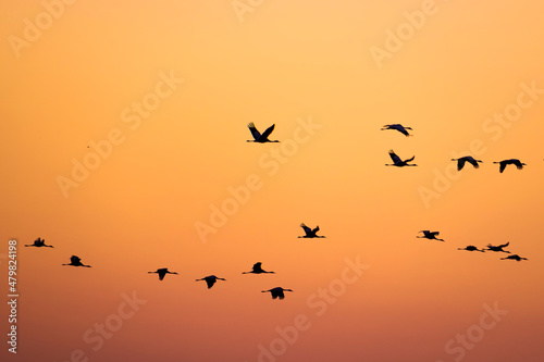Common cranes at twilight. Gallocanta lake, Spain 
