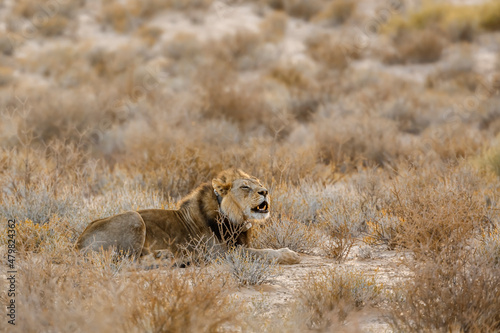 African lion with tracking collar roaring in morning in Kgalagadi transfrontier park, South Africa; Specie panthera leo family of felidae