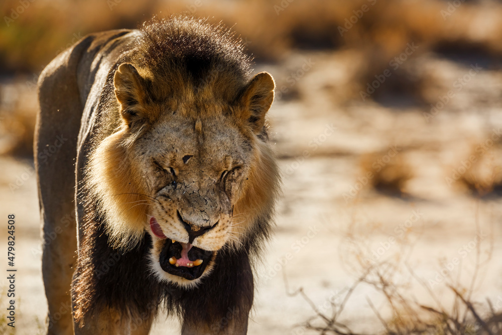 Fototapeta premium African lion portrait in front view at dusk Ã§in Kgalagadi transfrontier park, South Africa; Specie panthera leo family of felidae