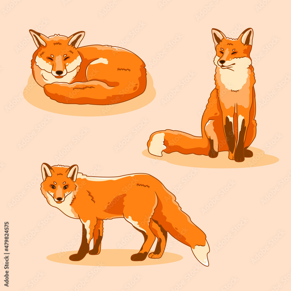 three red foxes. Lying, sitting, standing.