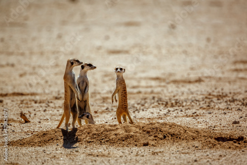 Meerkat famlily at den in desert area in Kgalagadi transfrontier park  South Africa  specie Suricata suricatta family of Herpestidae