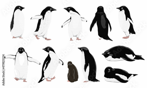 Fotografie, Obraz Adélie penguins set