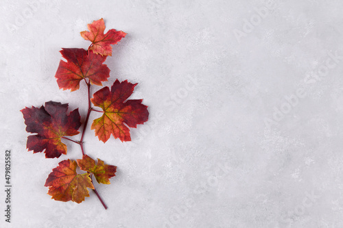 Fall red grape leaf on the left of light grey stone background. Copy space for your text, disign element. Colorful autumn background