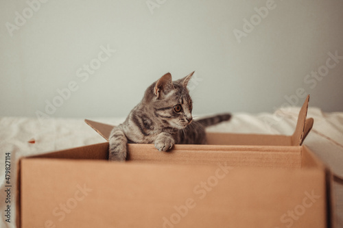 Fototapeta Naklejka Na Ścianę i Meble -  Portrait of funny tabby kitten with brown eyes sits in a cardboard delivery box. Playing with your pet at home