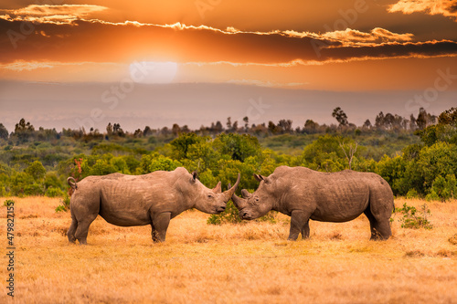 Pair of white rhinoceros or square-lipped rhinoceros, Ceratotherium simum standing face to face during the sunset territory fight, Ol Pejeta Conservancy, Kenya, East Africa photo
