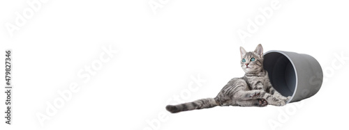 Fotografie, Obraz Adorable kittens isolated over white background, collage