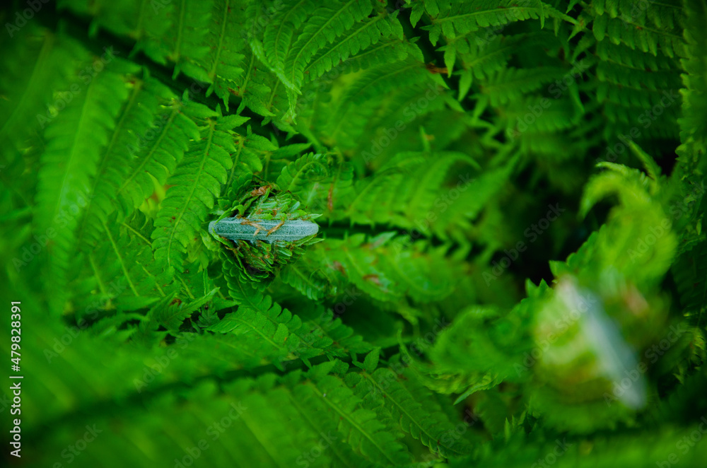 Naklejka premium Green fern leaves close up nature background