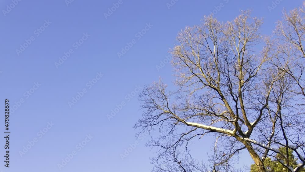 Beautiful tree branches in winter Beautiful tree branches in winter