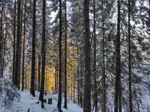 huge fir trees at sunset. winter forest in the snow on a cold day