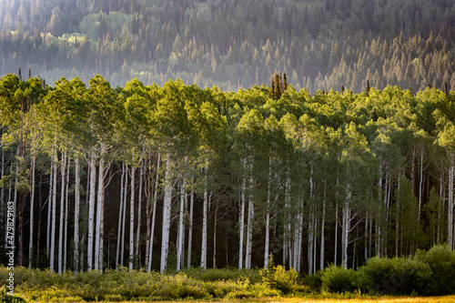 фотографія Grove of Aspen Trees in the Forest at Day During the Summer