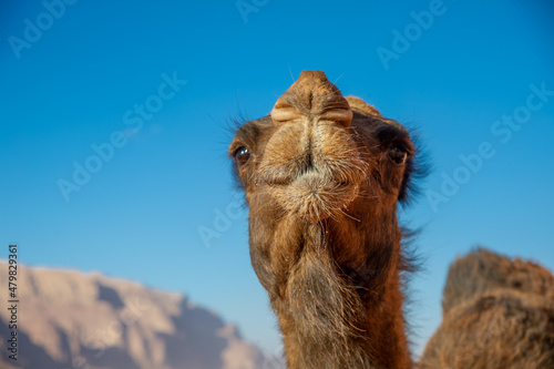 Camels in the Wadi Rum desert in Jordan