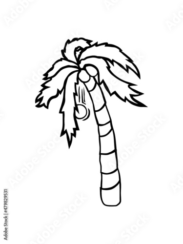 Kokosnuss fällt Palme 