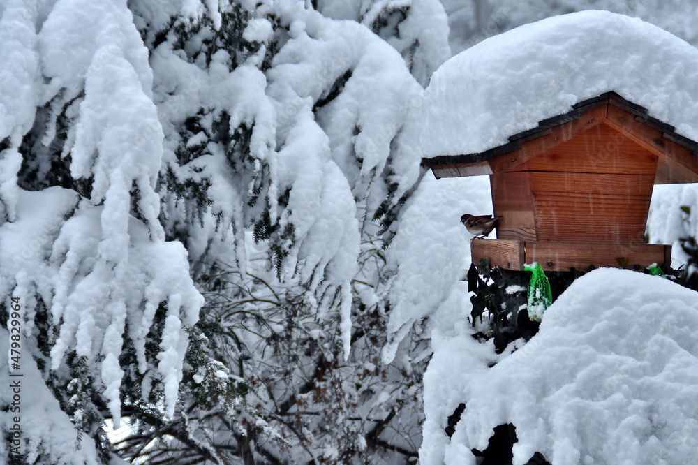 Schneefall und viel Neuschnee auf dem Vogelhaus und der Hemlocktanne