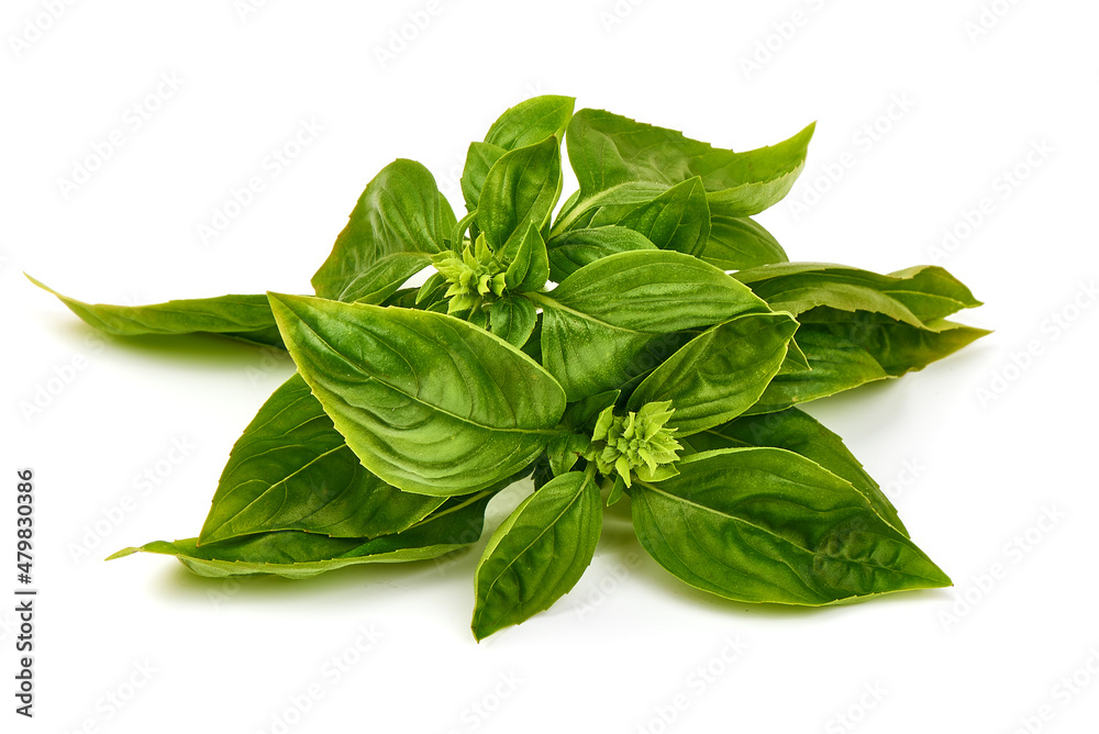 Fresh green basil leaves, isolated on white background. Fresh green basil leaves, isolated on white background.