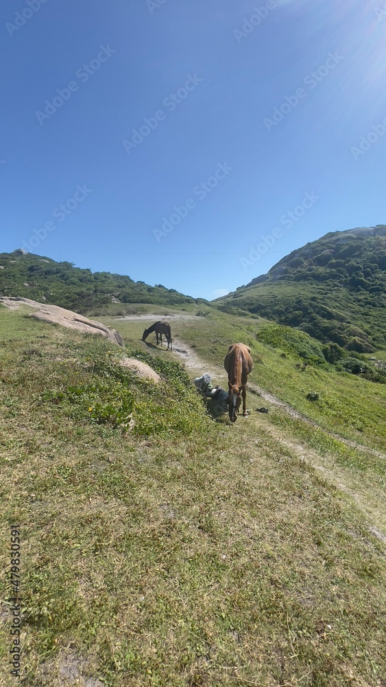horses hiking in the mountains