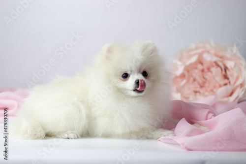 Pomeranian spitz. Cute fluffy charming cream-haired Pomeranian Spitz in full growth on white and pink background.