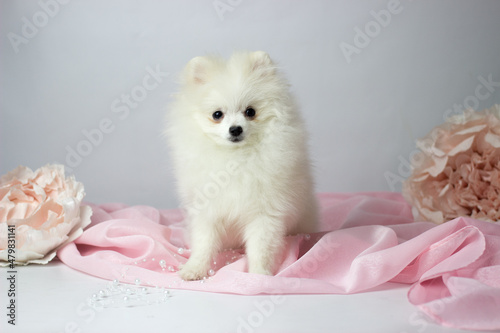 Pomeranian spitz. Cute fluffy charming cream-haired Pomeranian Spitz in full growth on white and pink background.