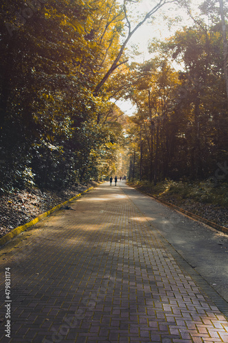 a road with a beautiful landscape and lots of trees