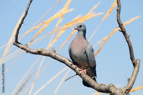 The stock pigeon is a species of columbiform bird in the Columbidae family. photo