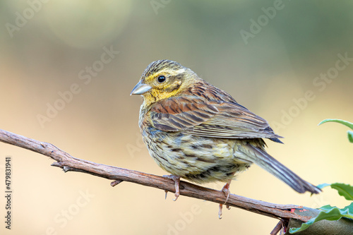 Cirl bunting, Emberiza cirlus, perched on a thin branch