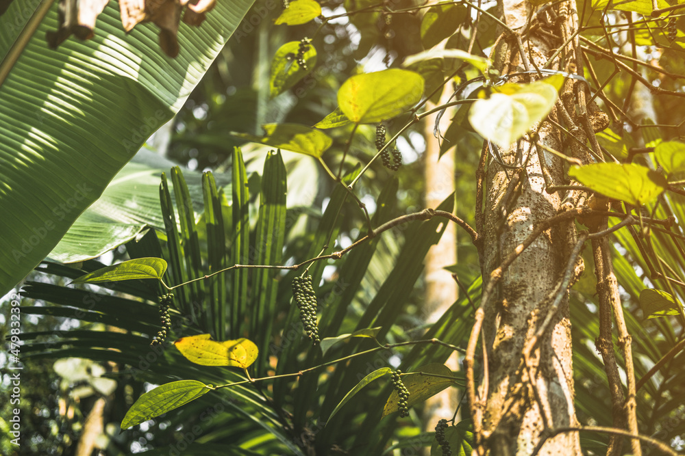 Fototapeta premium Trees and palm leaves with sunlight on sunny summer days.