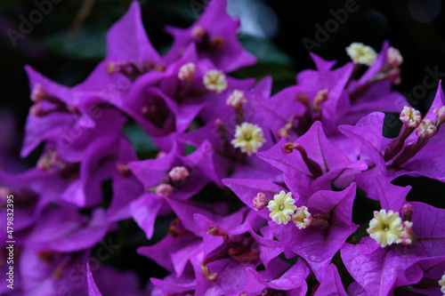 фотографія close up of flowers an ornamental climbing plant that is widely cultivated in the tropics