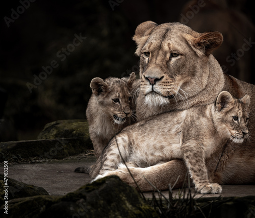 Fotografi lion cub and lioness