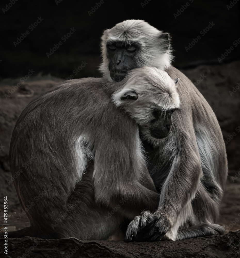 a portrait of a baboon sitting on the ground a portrait of a baboon sitting on the ground