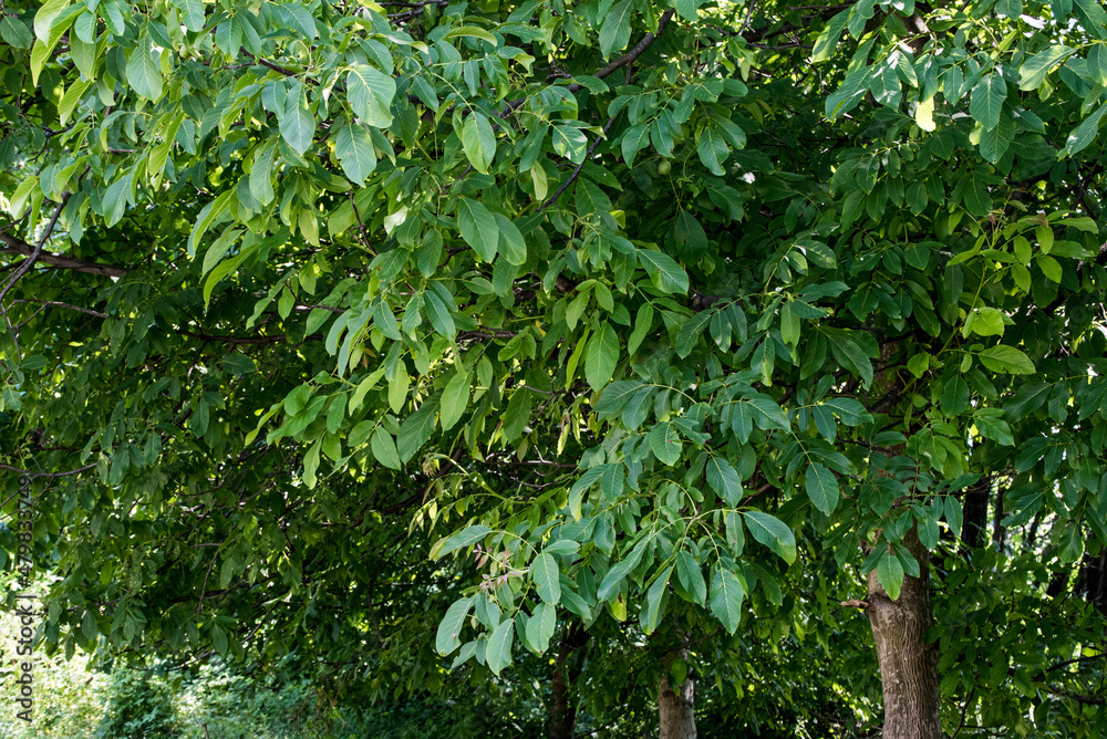 Obraz premium walnut crown 11