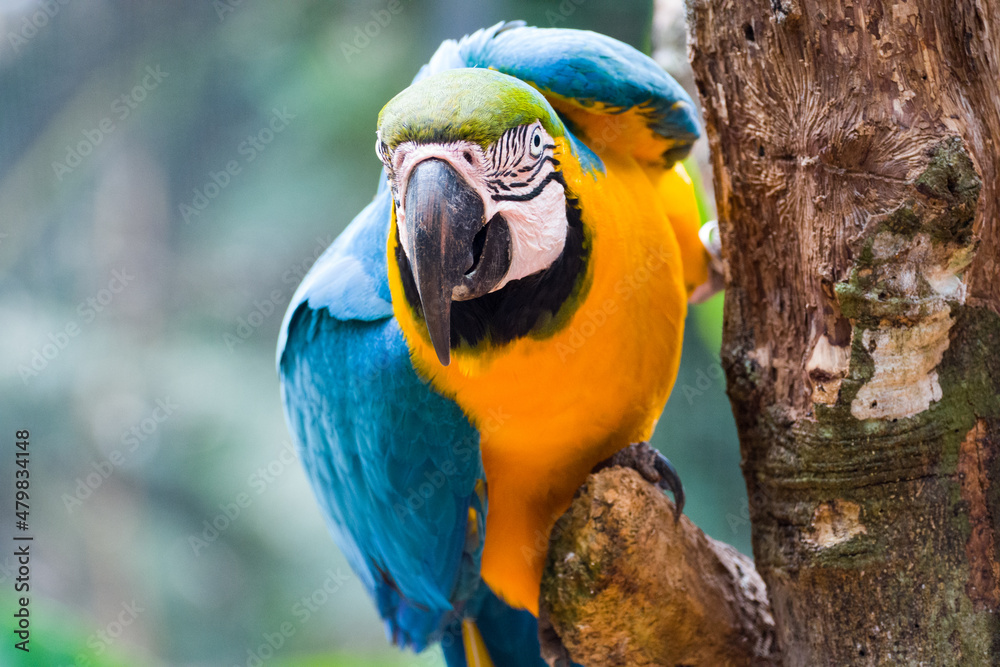 Blue and yellow macaw (Ara ararauna), also known as the blue and gold macaw, Foz do Iguazu, Brazil